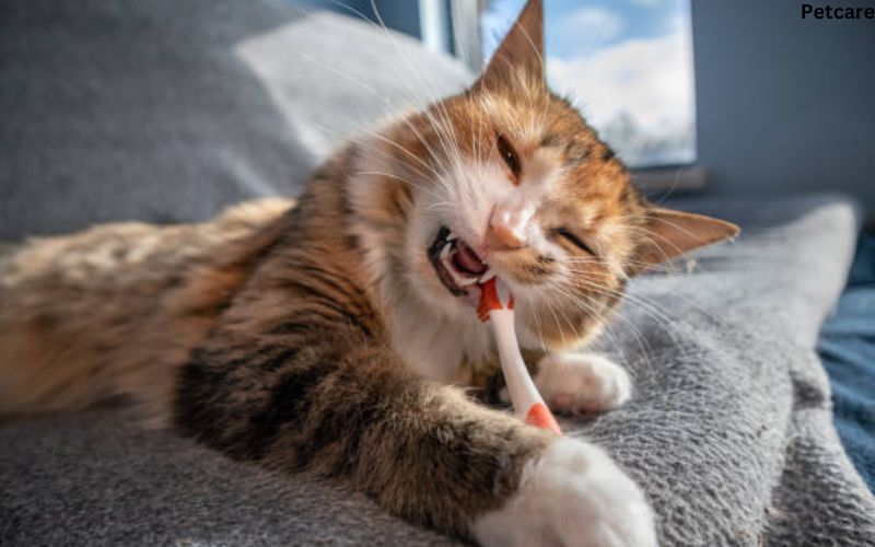 Gum Disease in Cats