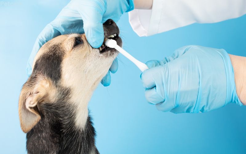 How to Brush a Dog's Teeth