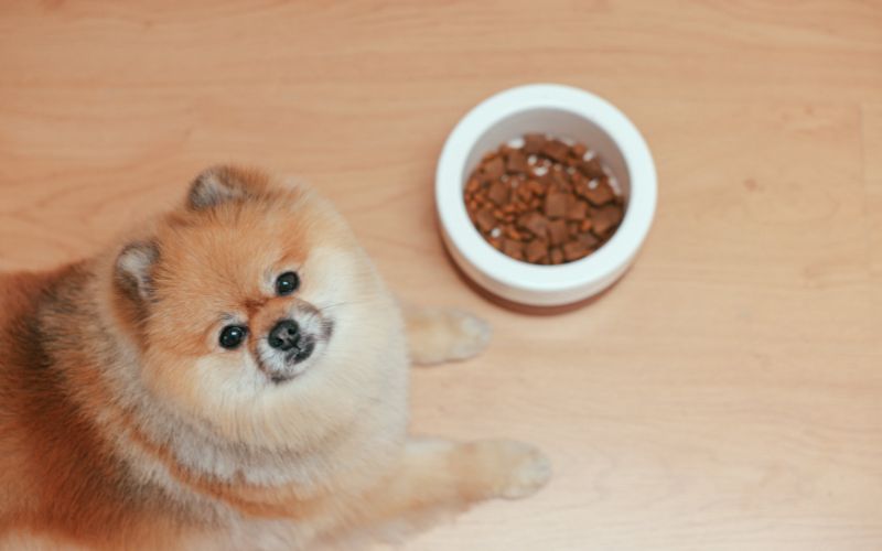 Dog Foods For Weight Management