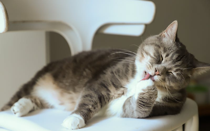 Home Medications for Cat's Constipation