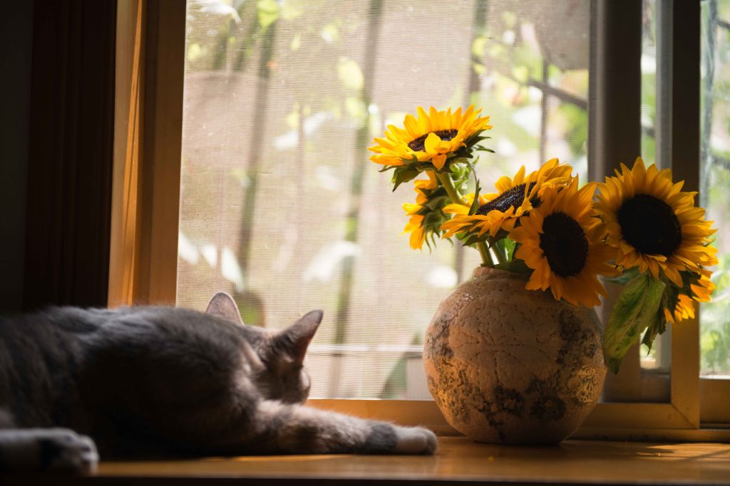 Safe Flowers for Cats