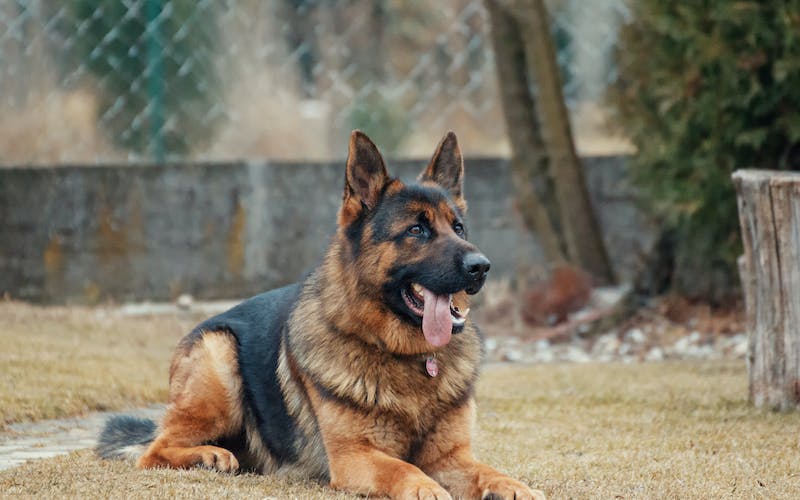 5 Most Popular Dog Breeds in the USA