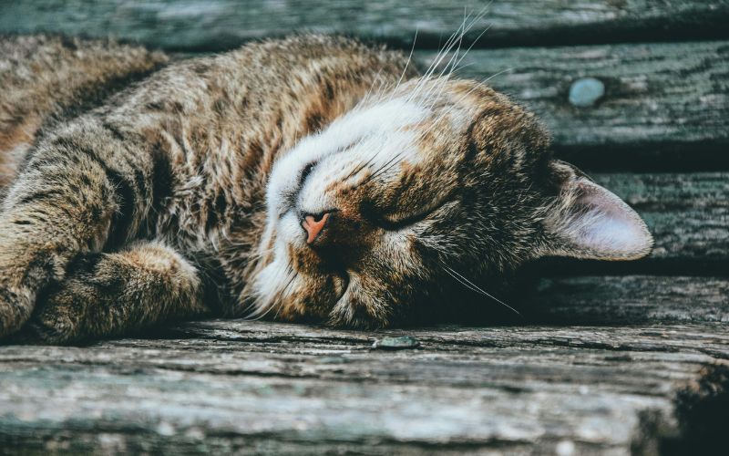 12 Signs that Your Cat May Be Sick