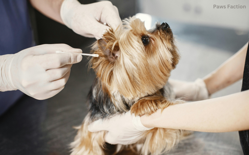 4 Best Dog Ear Cleaning Solutions Homemade