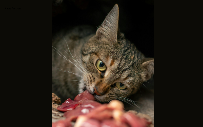 Feline can eat raw meat