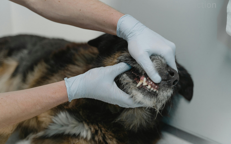 Tooth infection in Dogs